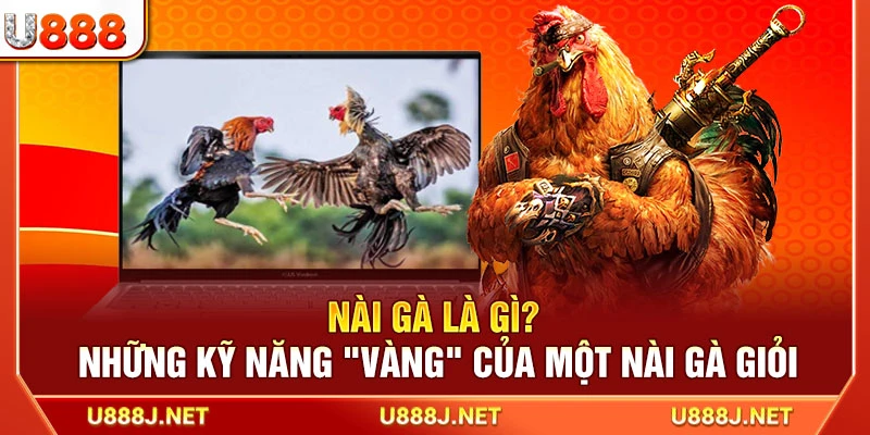Nài Gà Là Gì? Những Kỹ Năng "Vàng" Của Một Nài Gà Giỏi