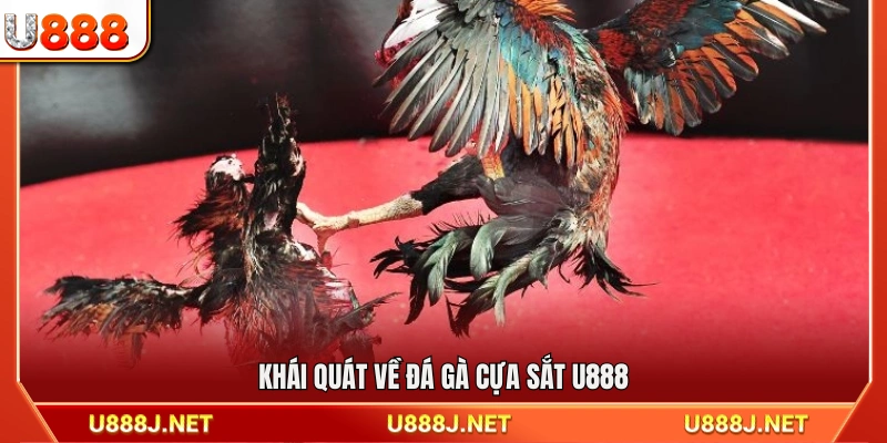 Giới thiệu chung về đá gà cựa sắt U888