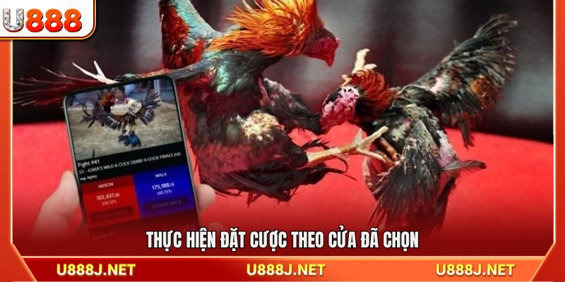 Tiến hành đặt cược theo lựa chọn