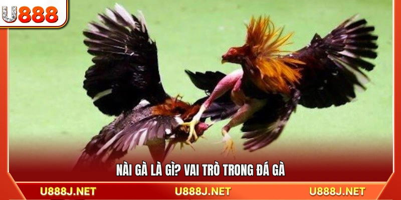 Khái niệm nài gà là gì và vai trò trong thi đấu đá gà