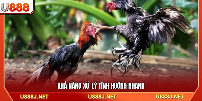Năng lực phản ứng và xử lý tình huống kịp thời
